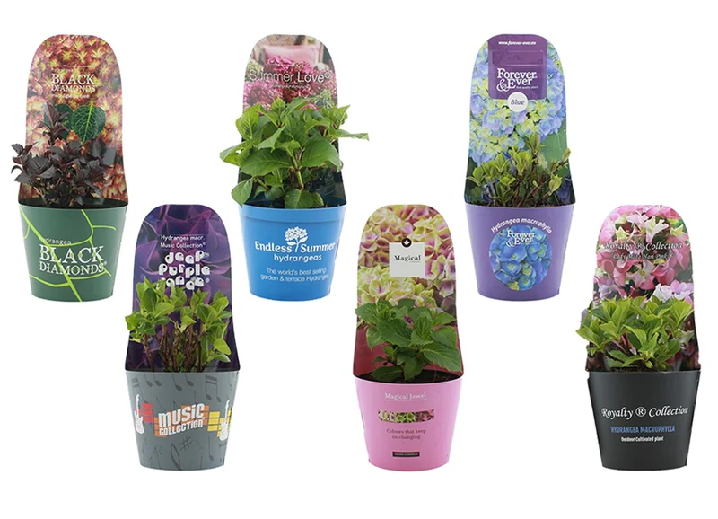 Hydrangea m. in cult. (Licence) C2 (2 liters kruka) / 17 cm kruka med potcover