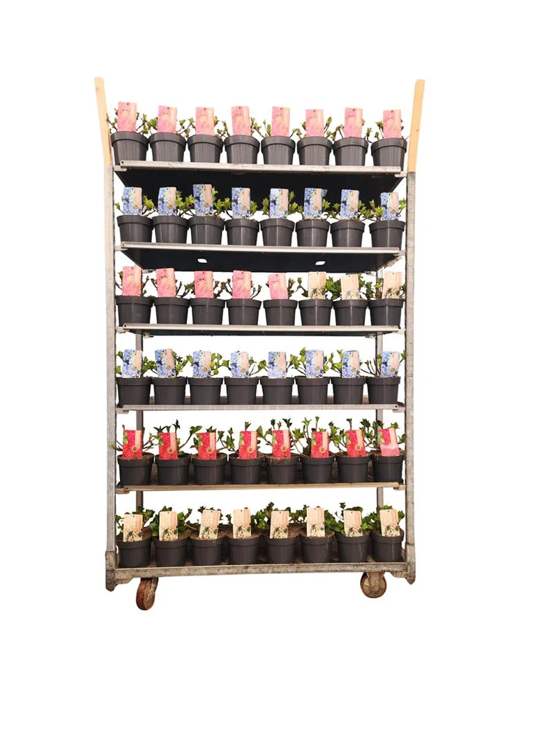 Hydrangea m. i sorter C2 (2 liters kruka)