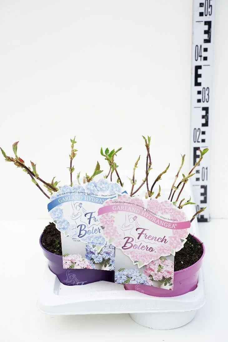 Hydrangea m. 'French Bolero'® C2 (2 liters kruka)