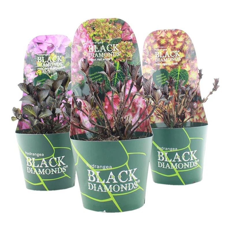 Hydrangea m. 'Black Diamond' i sorter - C2 (2 liters kruka) med ytterkruka