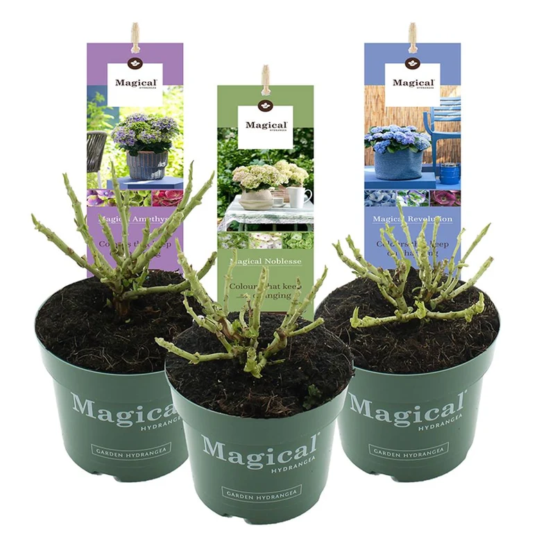 Hydrangea mix 'Magical Four Seasons' C2 (2 liters kruka) / 17 cm kruka