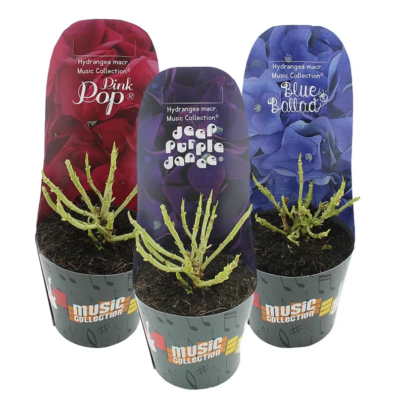 Hydrangea mix Music Collection C2 (2 liters kruka / 17 cm kruka) med ytterkruka
