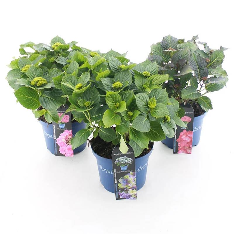 Hydrangea m. 'Royalty Collection'® C5 (5 liters kruka) / 23 cm kruka 30–40 cm