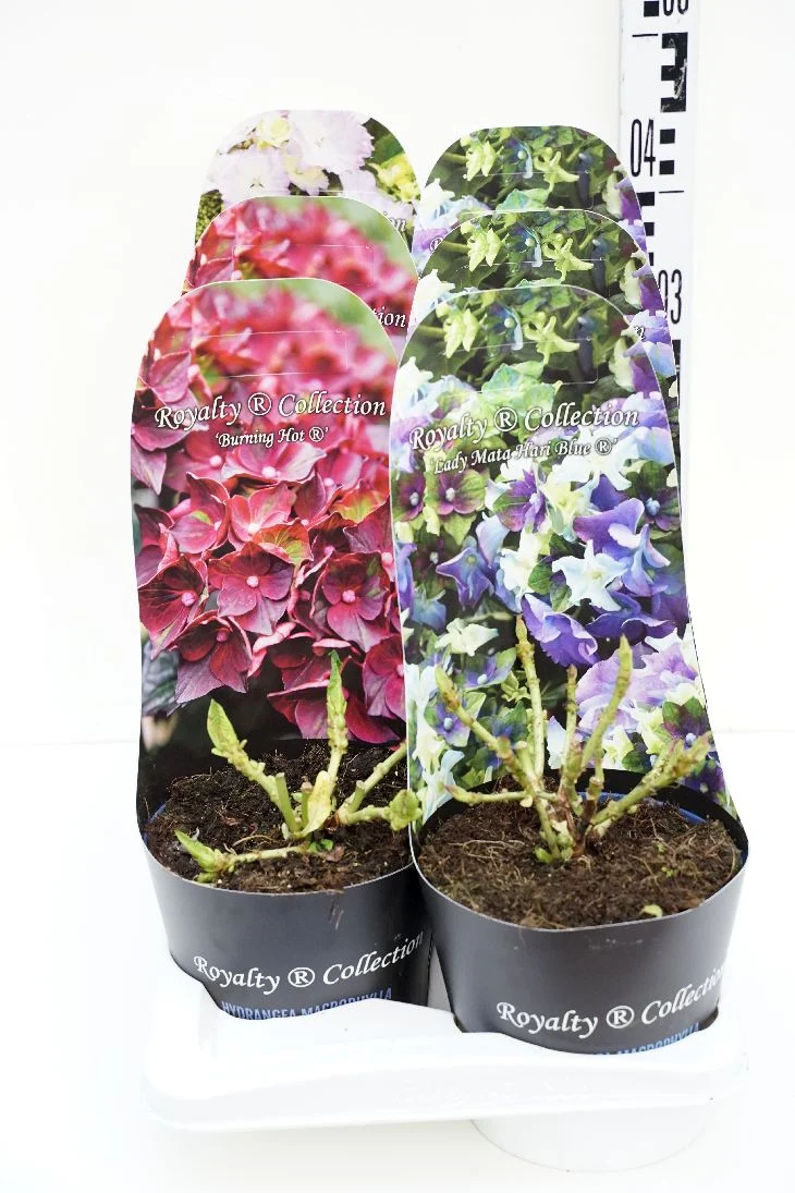 Hydrangea m. 'Royalty Collection'® C2 (2 liters kruka) med ytterkruka