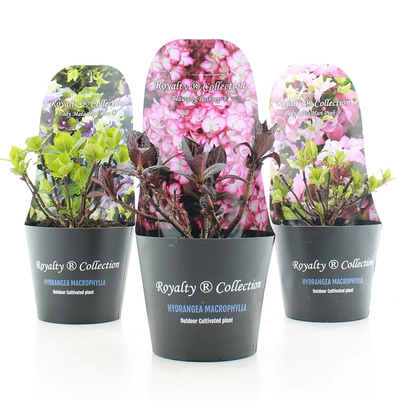 Hydrangea m. 'Royalty Collection'® C2 (2 liters kruka / 17 cm) med ytterkruka