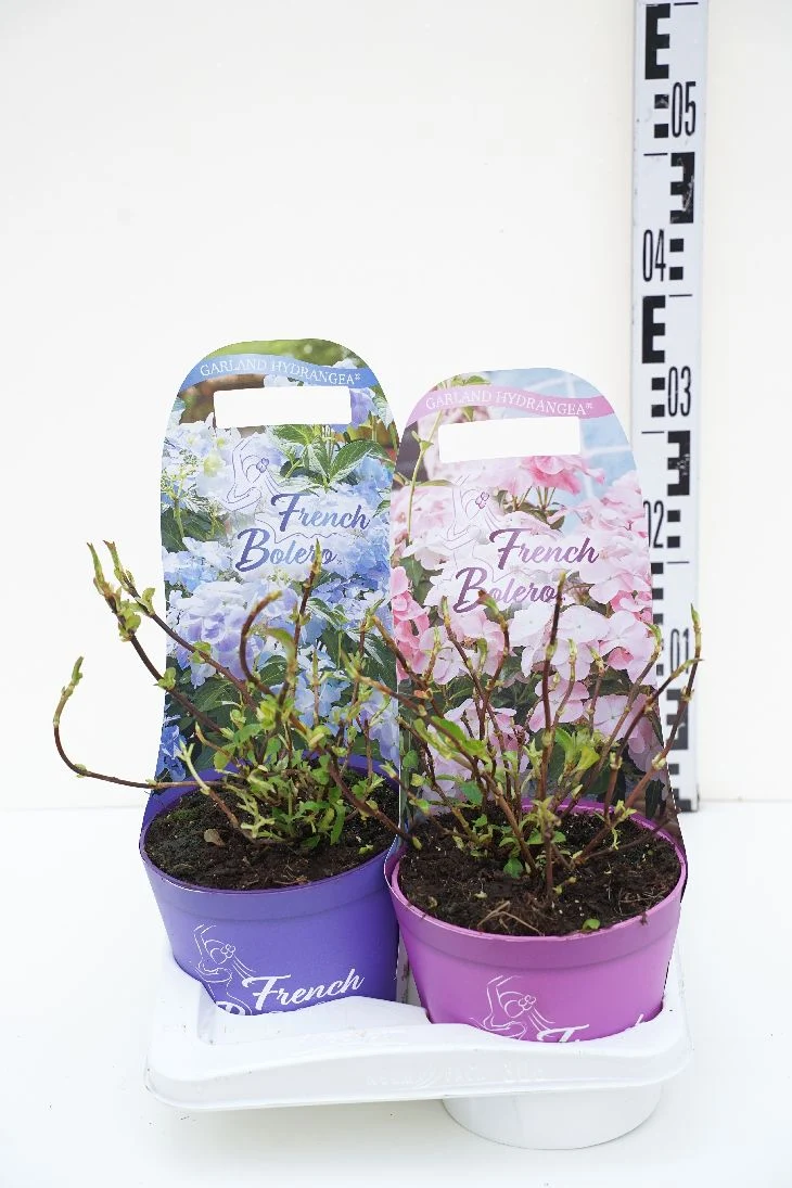 Hydrangea m. 'French Bolero'® C2 (2 liters kruka) med krukskydd