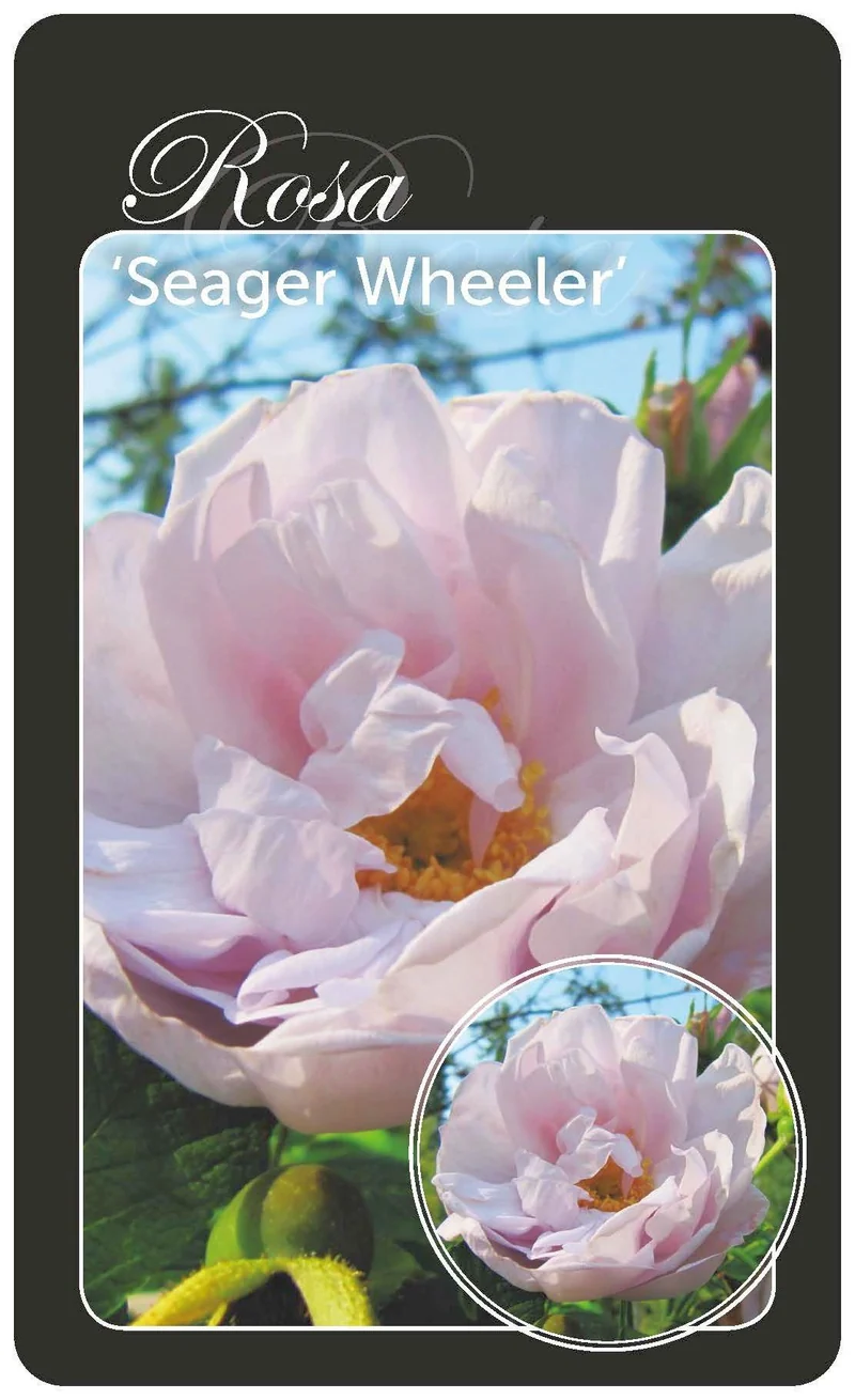 Rosa 'Seager Wheeler' - Okulerad barrot