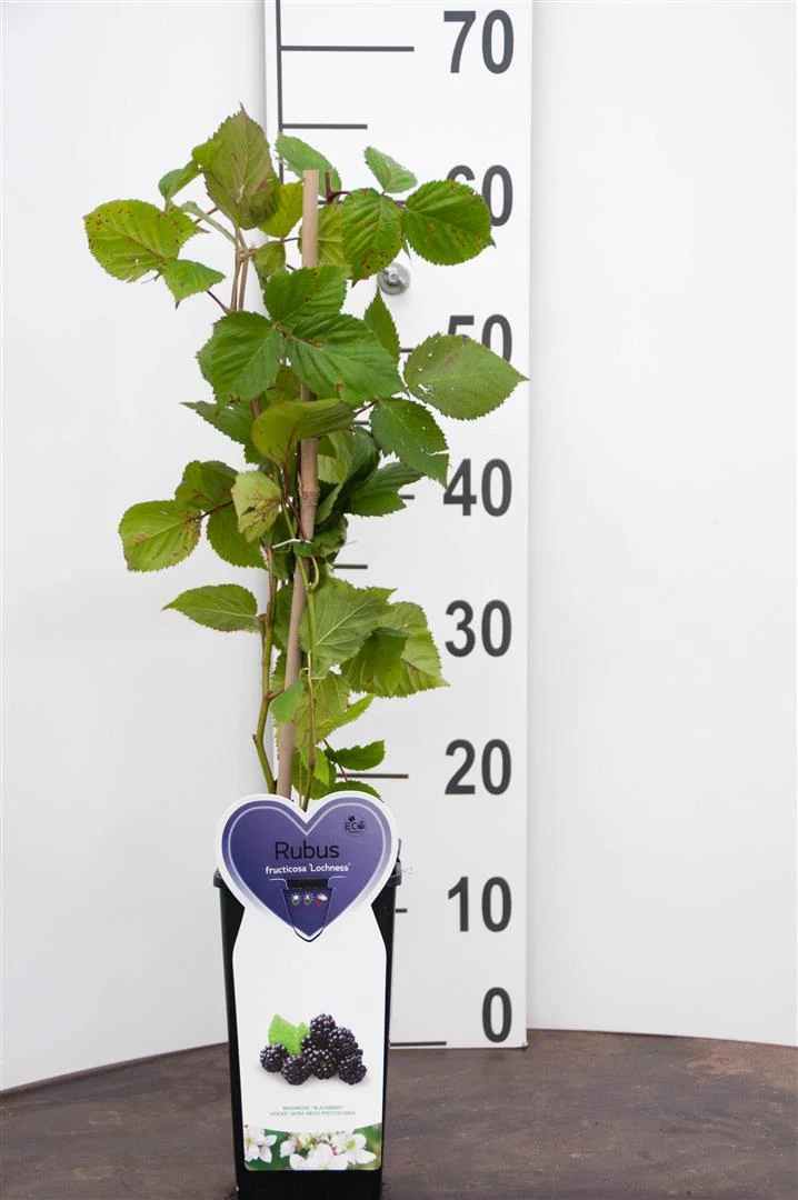 Rubus frut. 'Loch Ness' C2 (2 liters kruka)