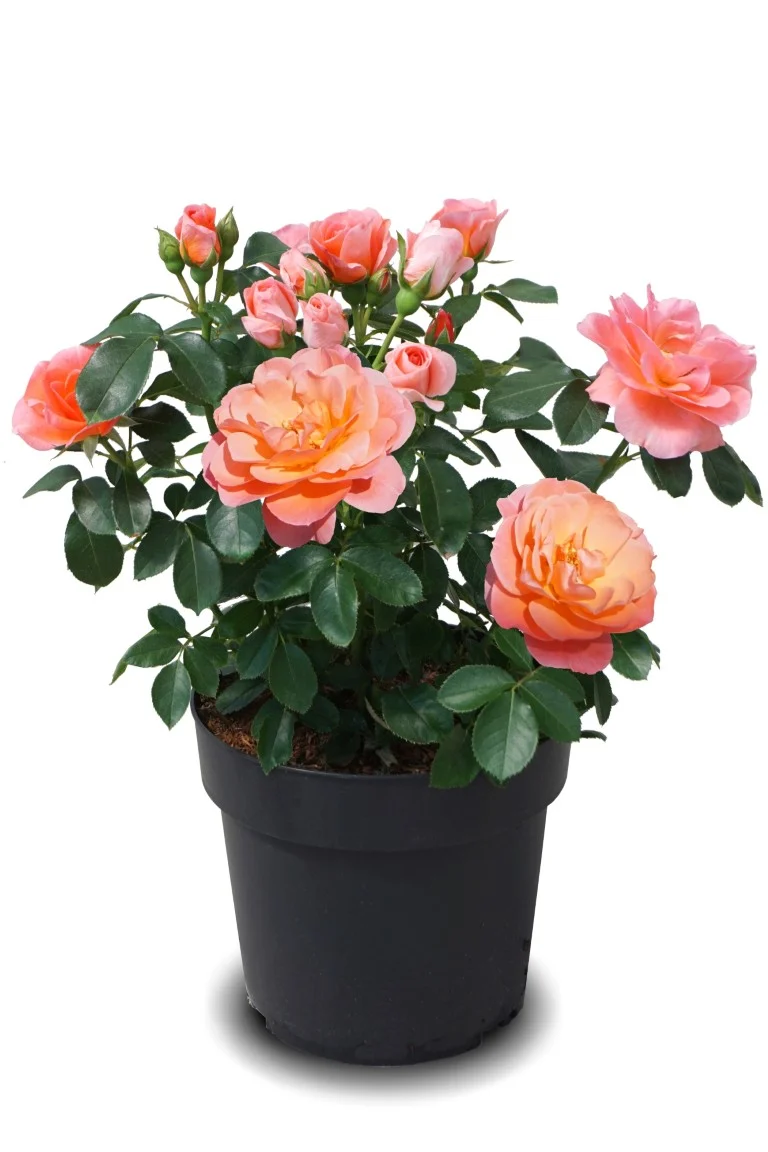 Rosa 'Sugar Candy'® C3 (3 liters kruka) / 19 cm kruka