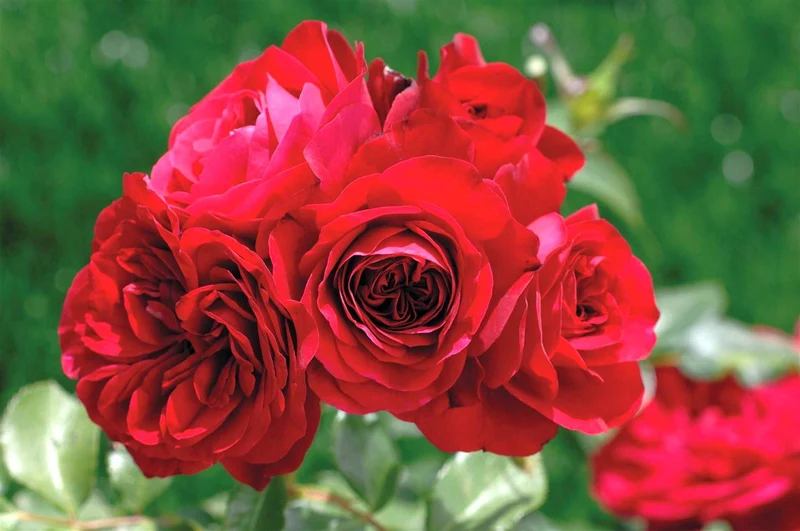 Rosa (F) 'Rouge Meilove' 50 cm stam - C5 (5 liters kruka)