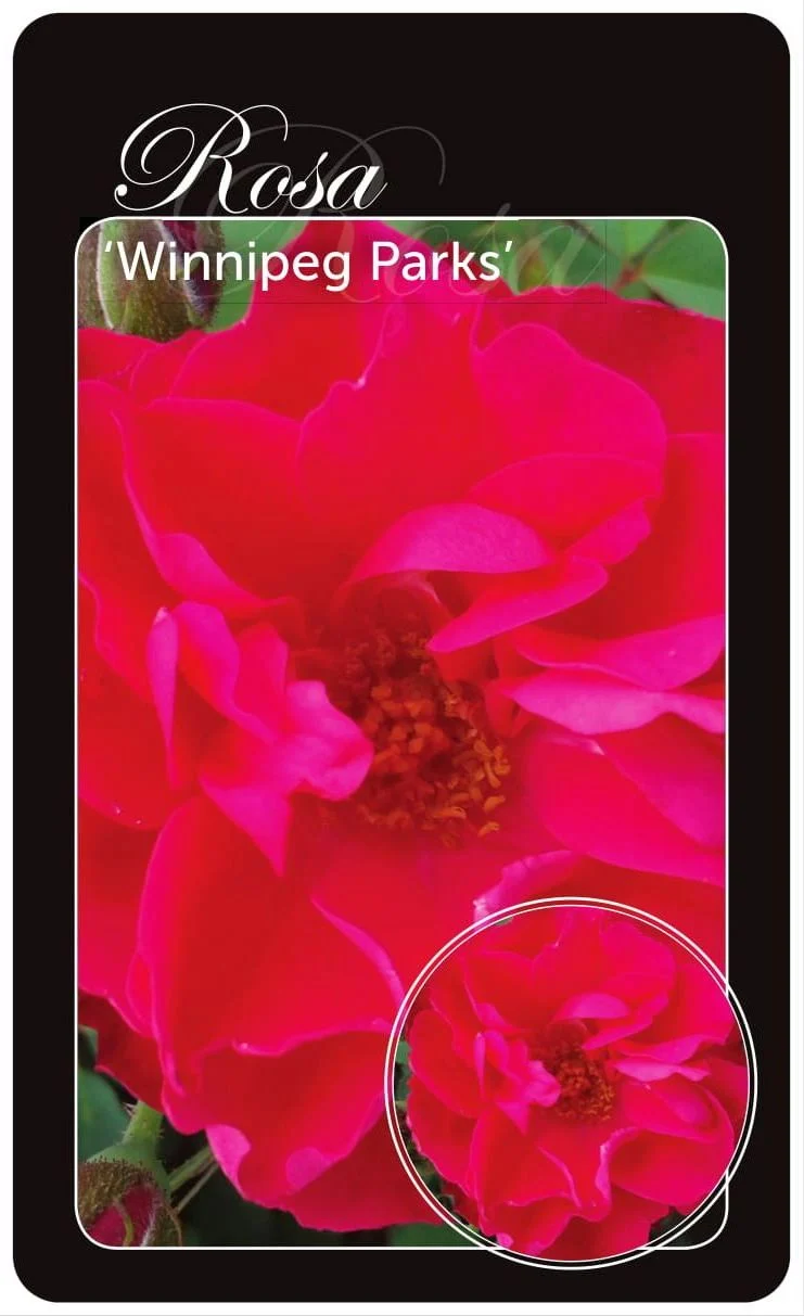 Rosa 'Winnipeg Parks' - Barrotad (A-kvalitet)