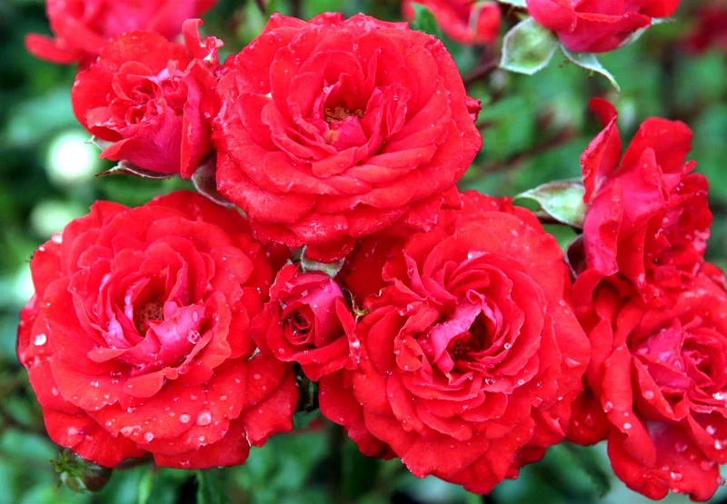 Rosa (M) 'Zwergenfee' C3 (3 liters kruka) / 19 cm kruka