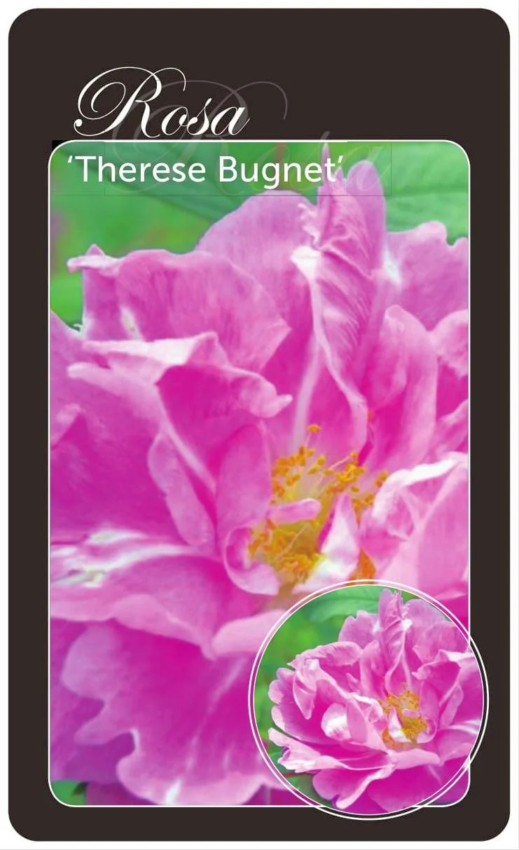 Rosa 'Therese Bugnet' - Barrotad, egenrotad (A-kvalitet)