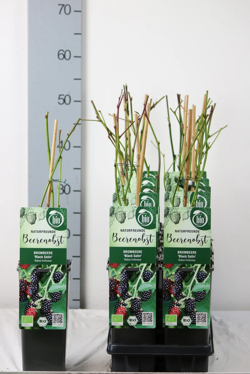 Rubus frut. 'Black Satin' C2 (2 liters kruka) 30-35 cm