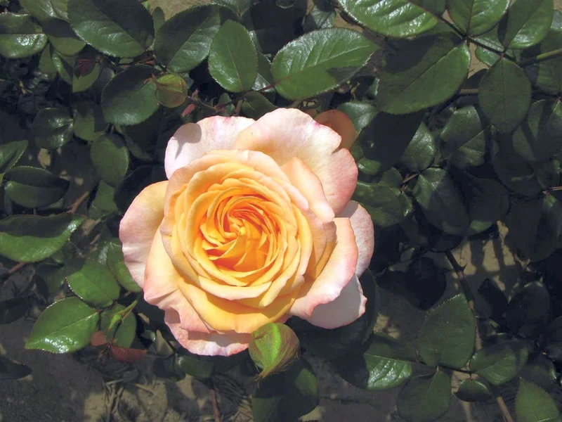 Rosa 'Scented Memory' 70 cm stam C7,5 (7,5 liters kruka)