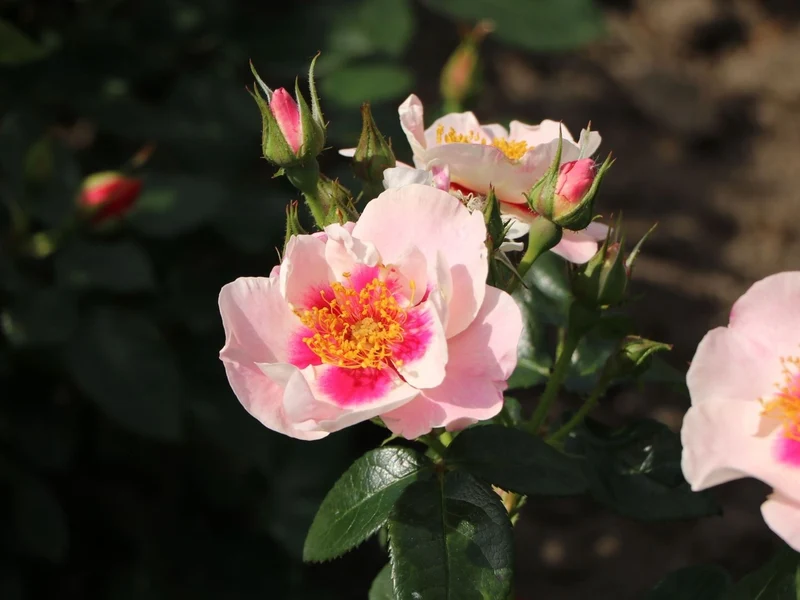 Rosa (F) 'See You in Red'® C3 (3 liters kruka)