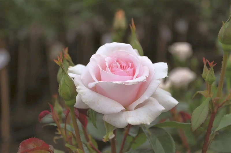 Rosa 'Whiter Shade of Pale' C3 (3 liters kruka) / 19 cm kruka