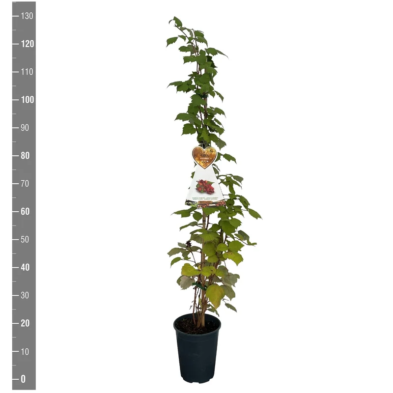 Rubus phoenicolasius C4 (4 liters kruka) 120 cm på käpp