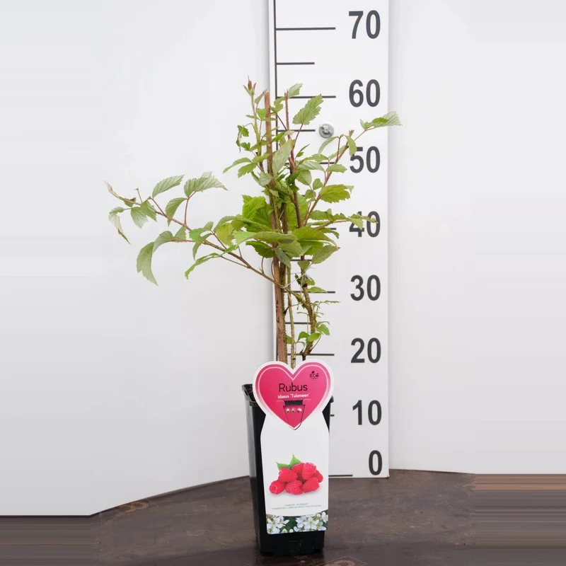 Rubus idaeus 'Tulameen' C2 (2 liters kruka)