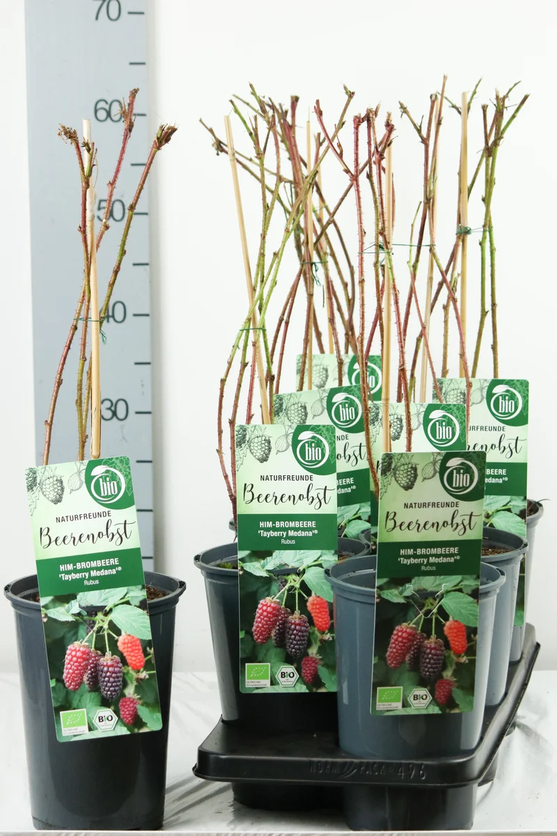 Rubus 'Medena Tayberry' C3 (3 liters kruka) 40-50 cm