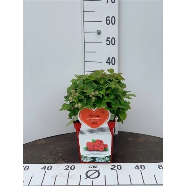 Rubus idaeus 'Ruby Beauty'® C3 (3 liters kruka)