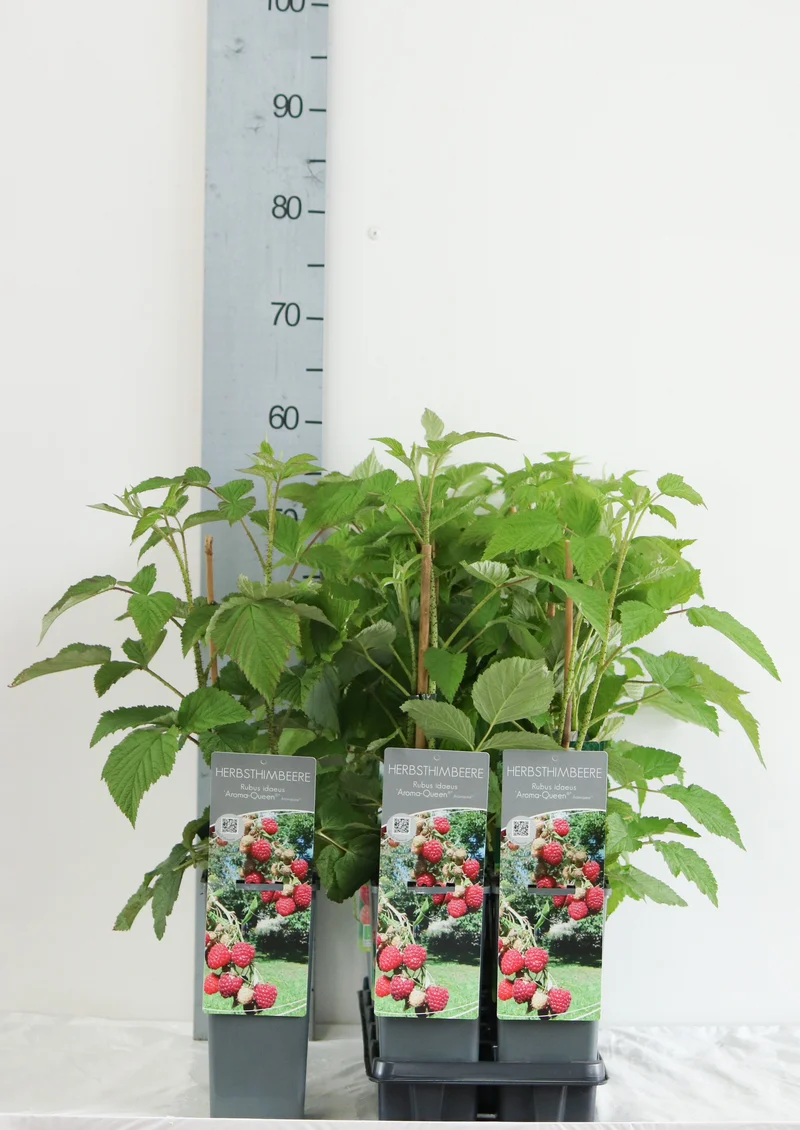 Rubus idaeus 'Aroma Queen' C2 (2 liters kruka) 30-40 cm