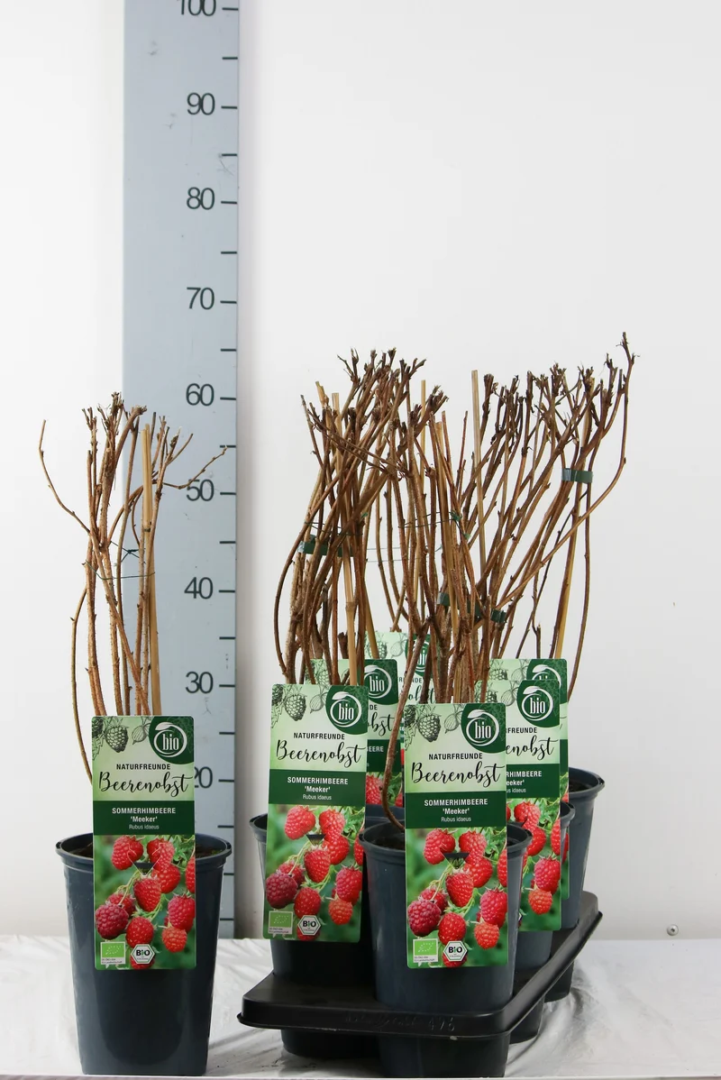 Rubus idaeus 'Meeker' C3 (3 liters kruka) 40-50 cm