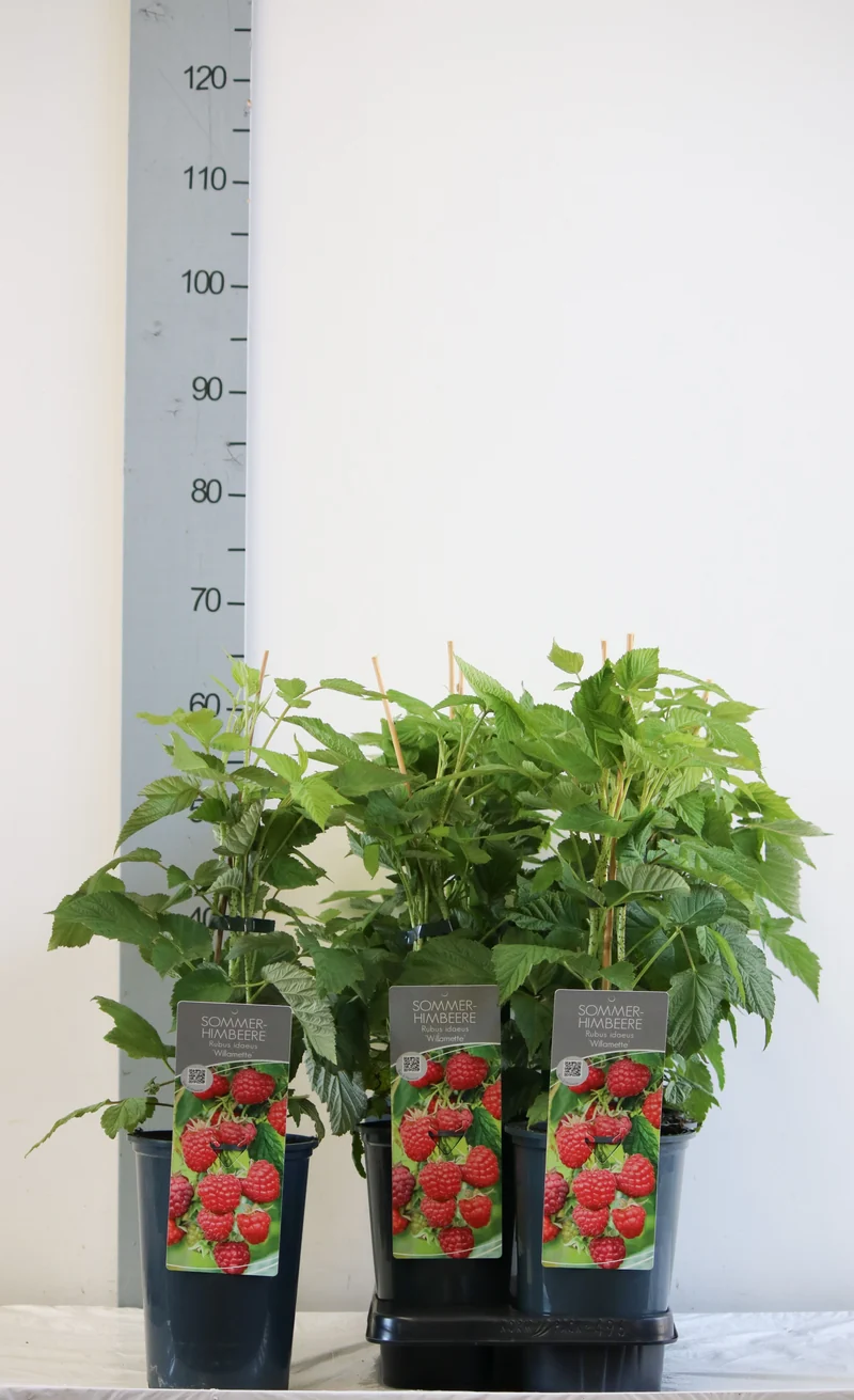 Rubus idaeus 'Willamette' C3 (3 liters kruka) 40-60 cm