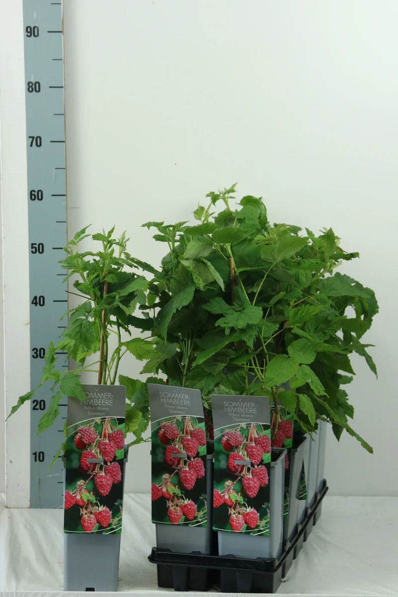 Rubus idaeus 'Tulameen' C2 (2 liters kruka) 30-40 cm