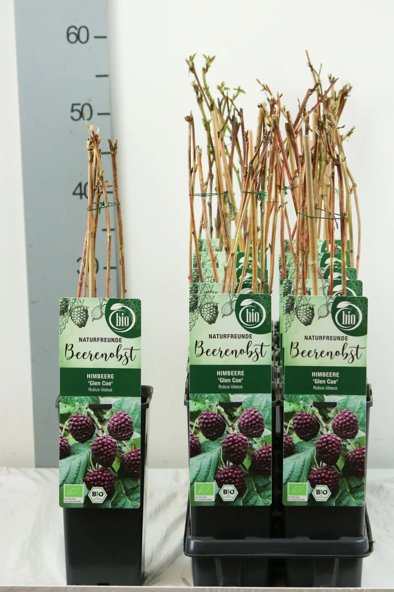 Rubus idaeus 'Glen Coe' - Purpurhallon C2 (2 liters kruka), 30-35 cm