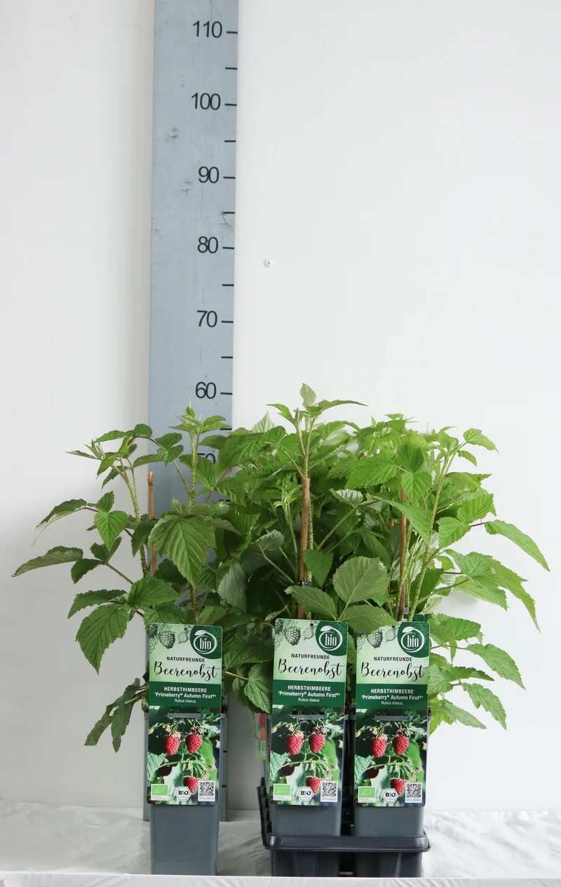 Rubus id. 'Primeberry Autumn First' C2 (2 liters kruka) 30-35 cm