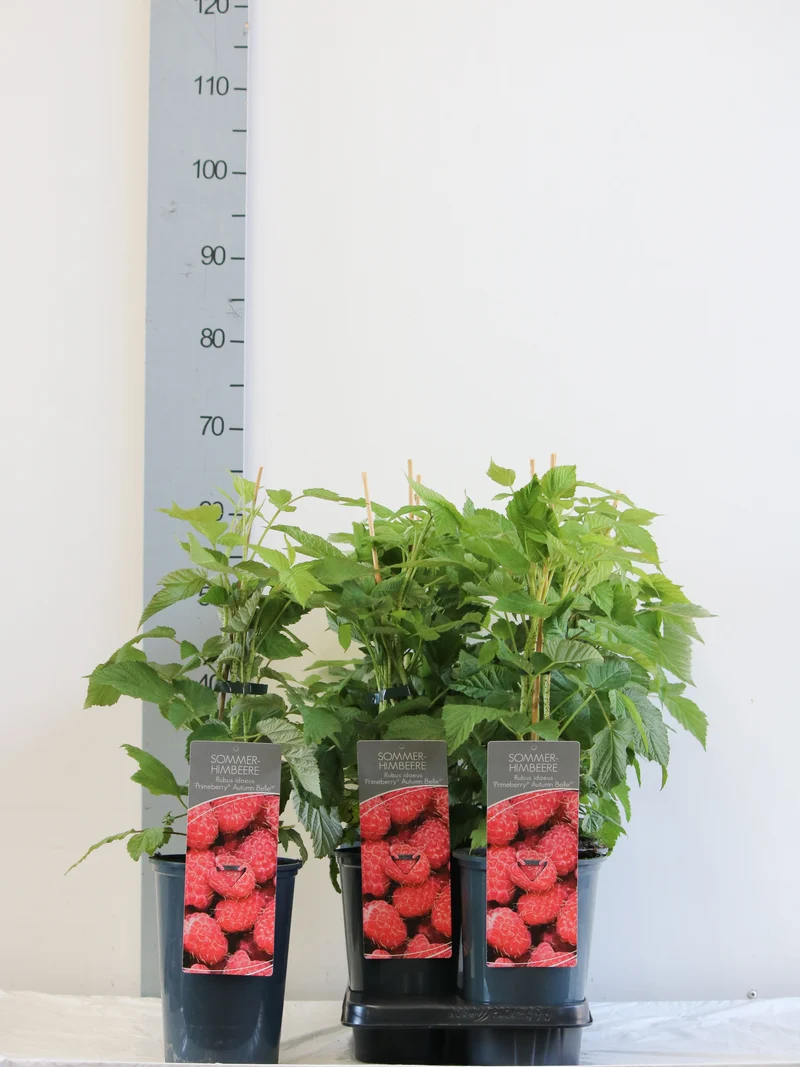 Rubus idaeus 'Autumn Belle' C3 (3 liters kruka) 40-60 cm
