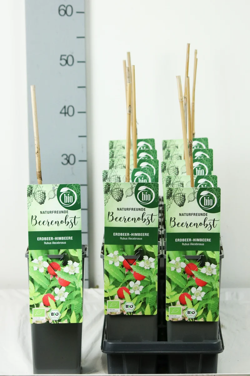 Rubus illecebrosus (Jordgubbshallon) C2 (2 liters kruka) 30-35 cm