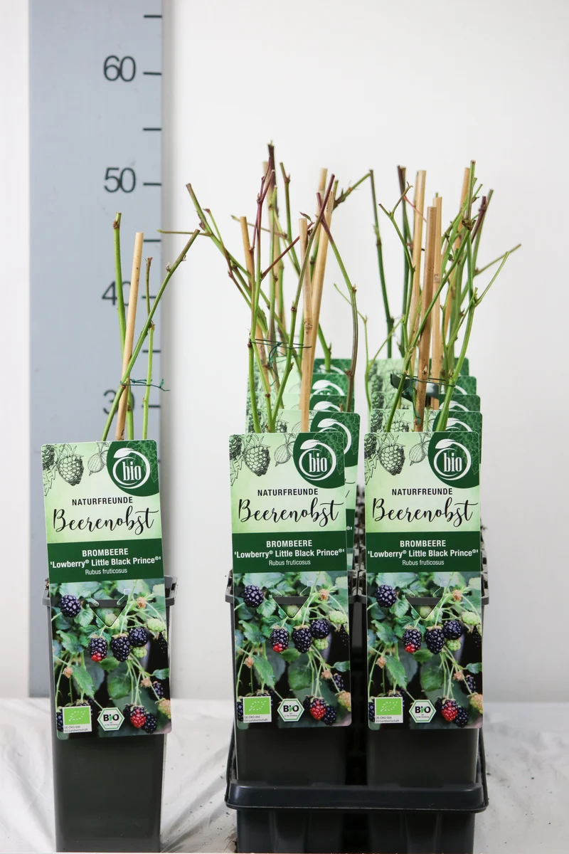 Rubus 'Little Black Prince'® C2 (2 liters kruka) 30-35 cm