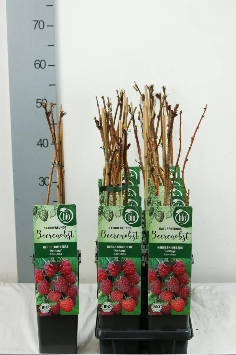 Rubus idaeus 'Heritage' C2 (2 liters kruka) 30-35 cm