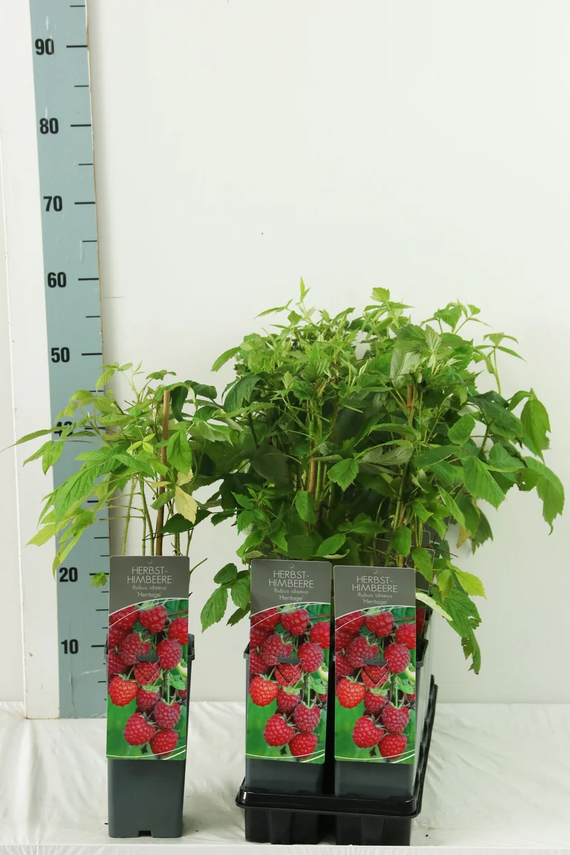 Rubus idaeus 'Heritage' C2 (2 liters kruka) 30-40 cm