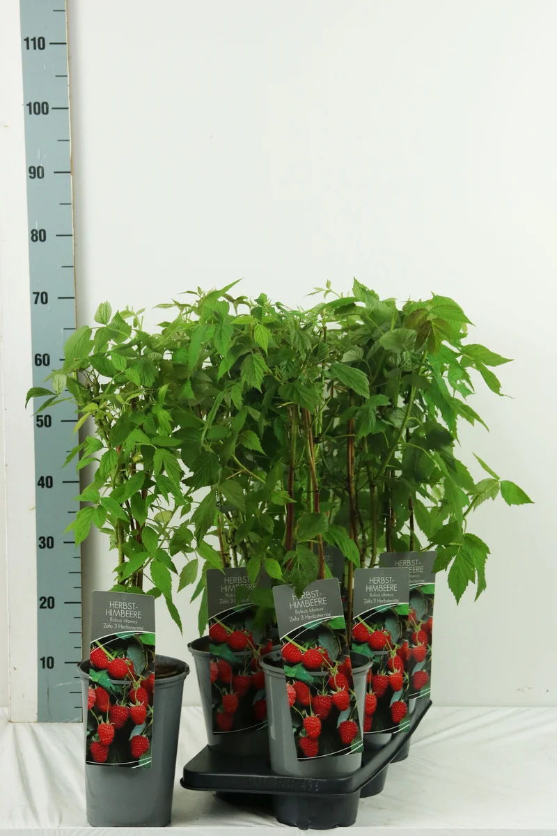 Rubus idaeus 'Zefa Herbsternte' C3 (3 liters kruka) 40-60 cm