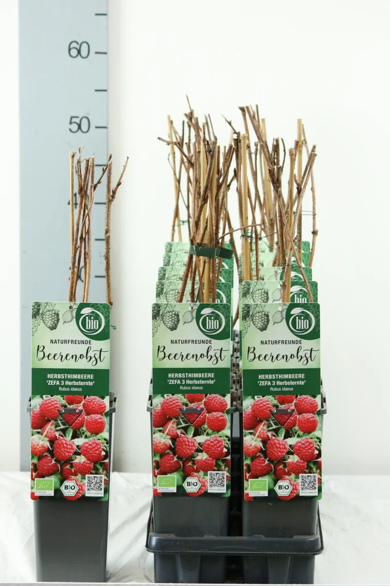 Rubus idaeus 'Zefa Herbsternte' C2 (2 liters kruka) 30-35 cm