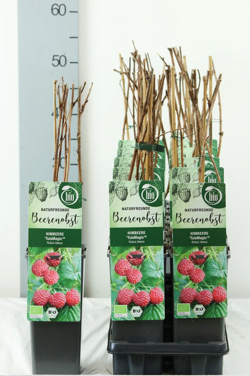 Rubus id. 'TulaMagic' C2 (2 liters kruka) 30-40 cm