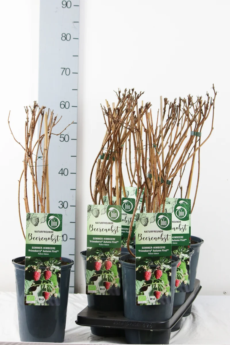 Rubus id. 'Primeberry Autumn First' C3 (3 liters kruka) 40-50 cm