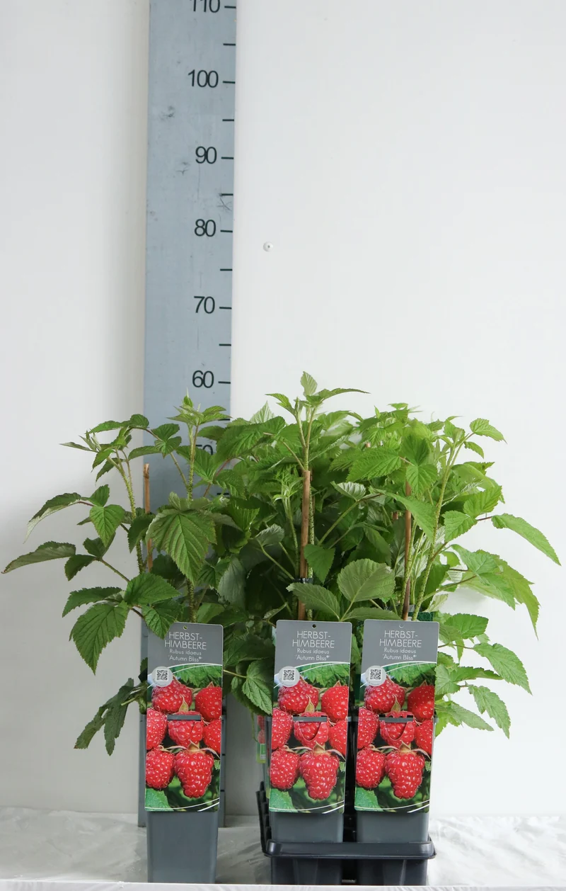 Rubus idaeus 'Autumn Bliss' C2 (2 liters kruka) 30-40 cm