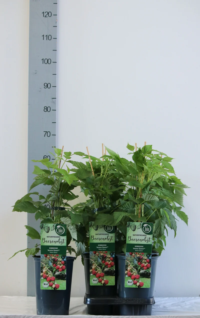 Rubus idaeus 'Aroma Queen' C3 (3 liters kruka) 40-50 cm
