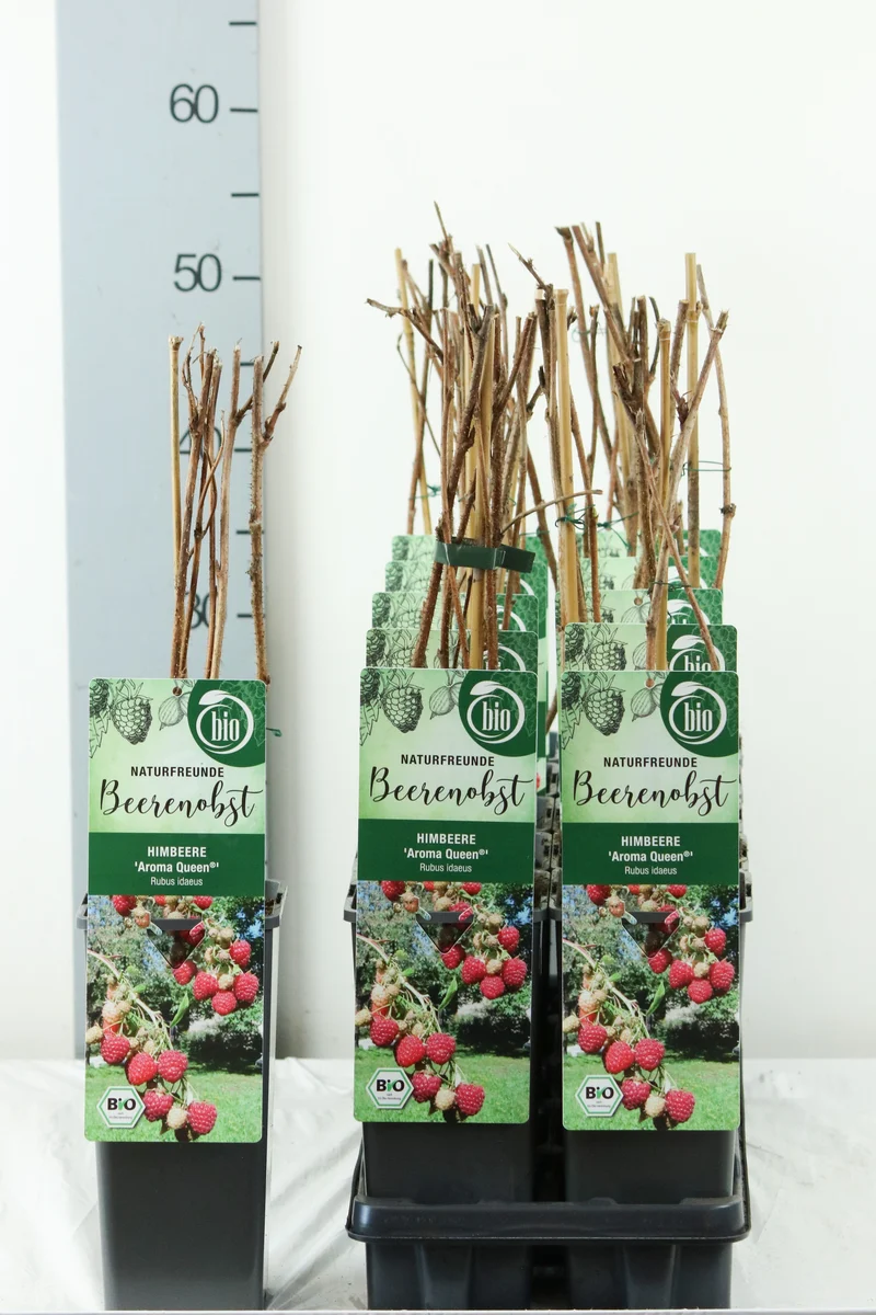 Rubus idaeus 'Aroma Queen' C2 (2 liters kruka) 30-35 cm