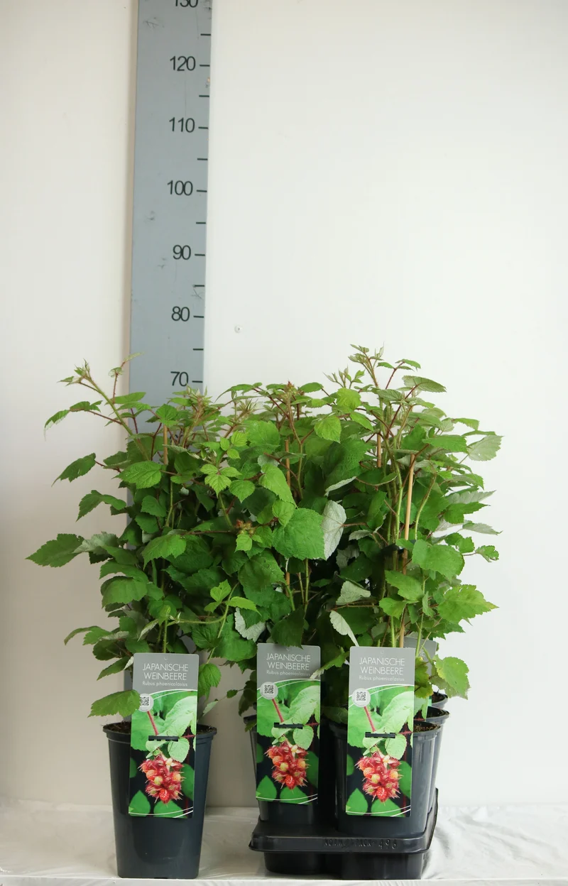 Rubus phoenicolasius 40–60 cm, C3 (3 liters kruka)