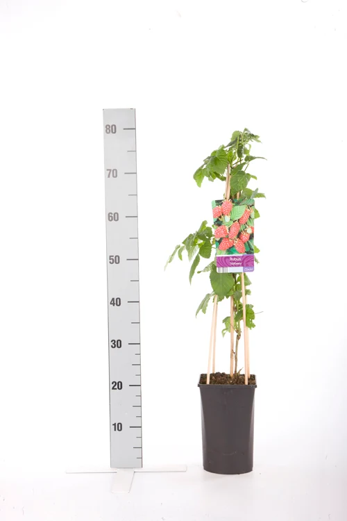 Rubus 'Tayberry' C2,5 (2,5 liters kruka) 70 cm