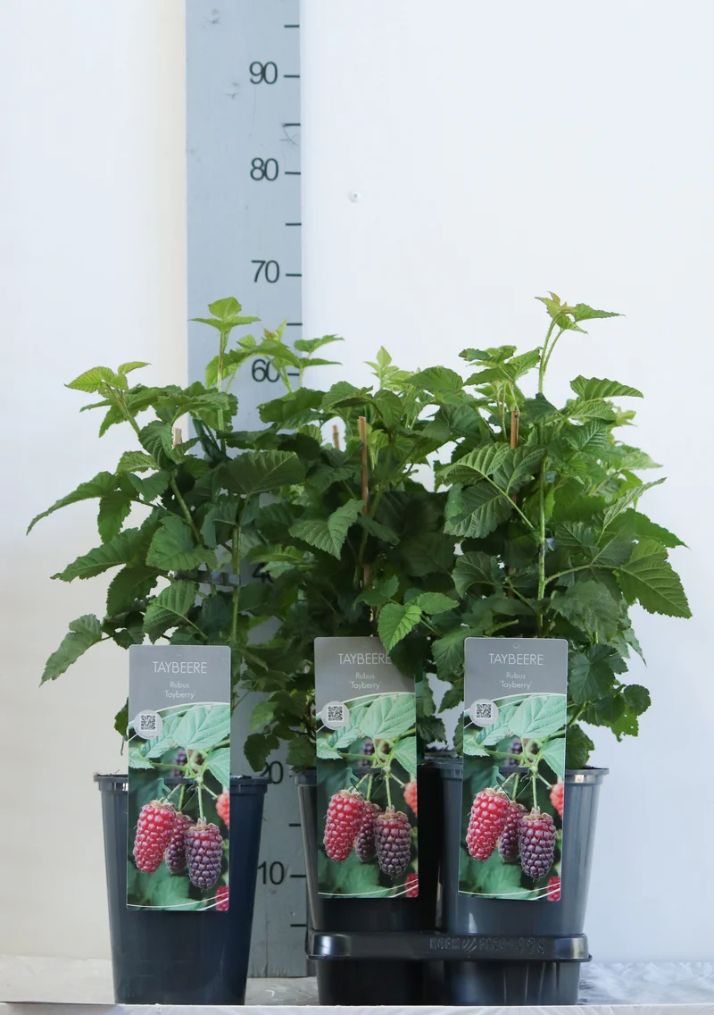 Rubus 'Medena Tayberry' C3 (3 liters kruka) 40-60 cm