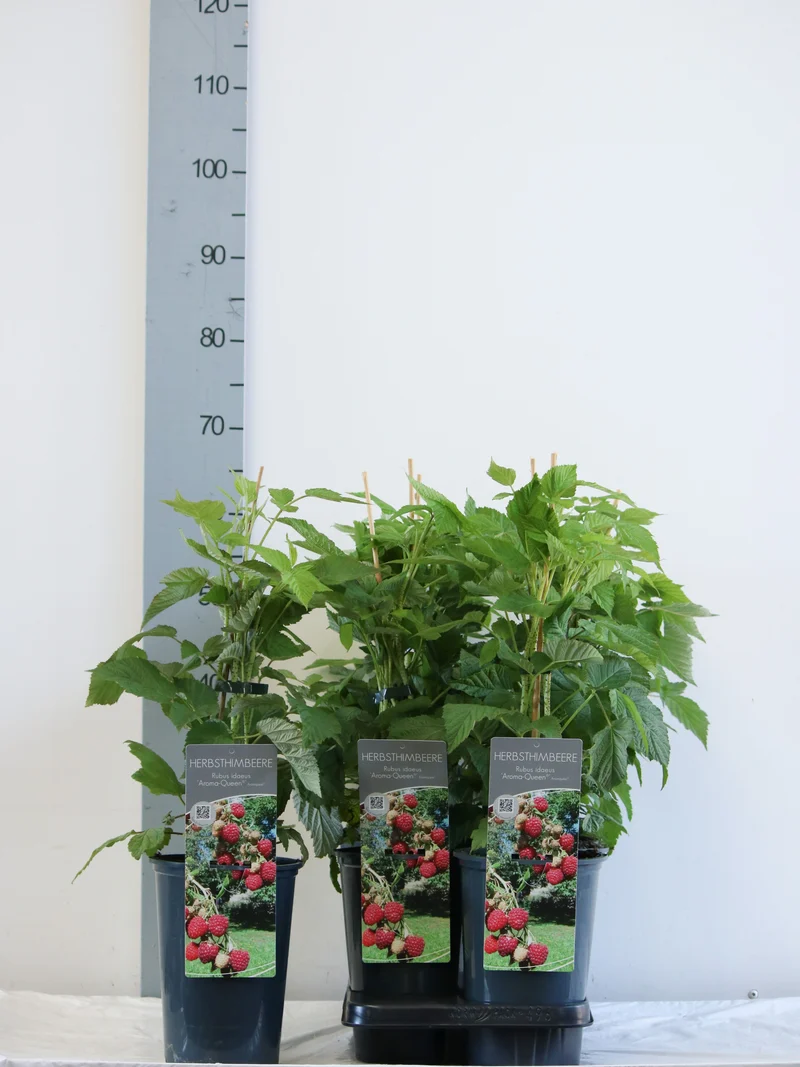 Rubus idaeus 'Aroma Queen' C3 (3 liters kruka) / 19 cm kruka, 40-60 cm