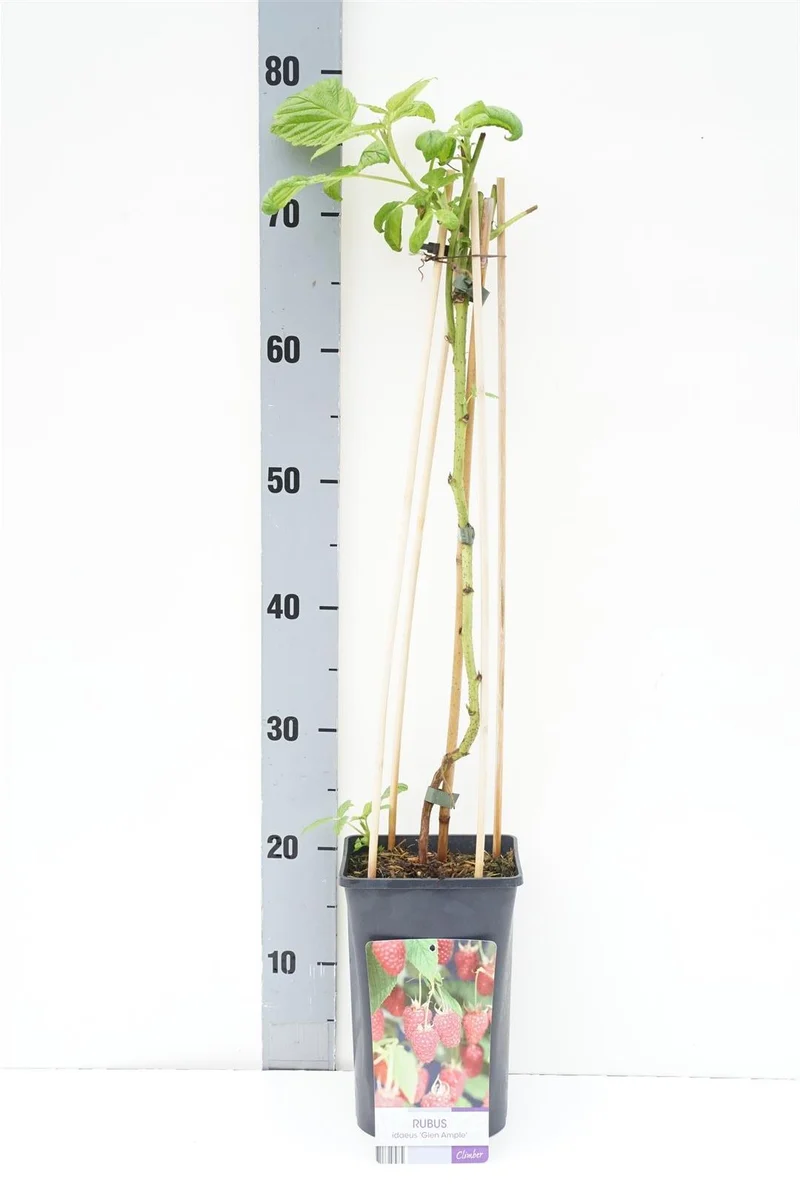 Rubus idaeus 'Glen Ample' C2,5 (2,5 liters kruka) 70 cm