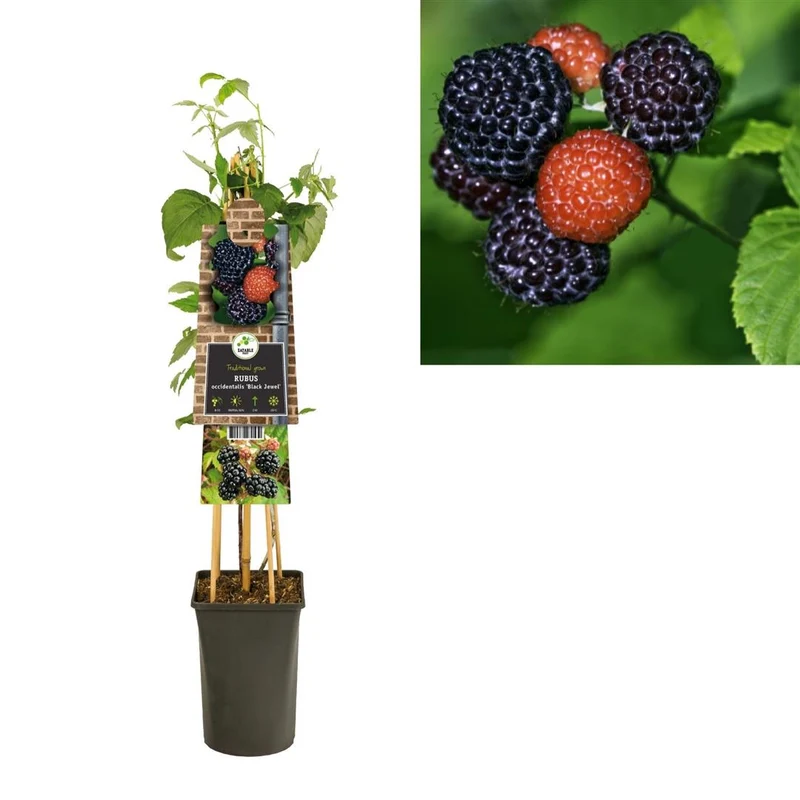 Rubus occidentalis 'Black Jewel' C2,5 (2,5 liters kruka) 70 cm