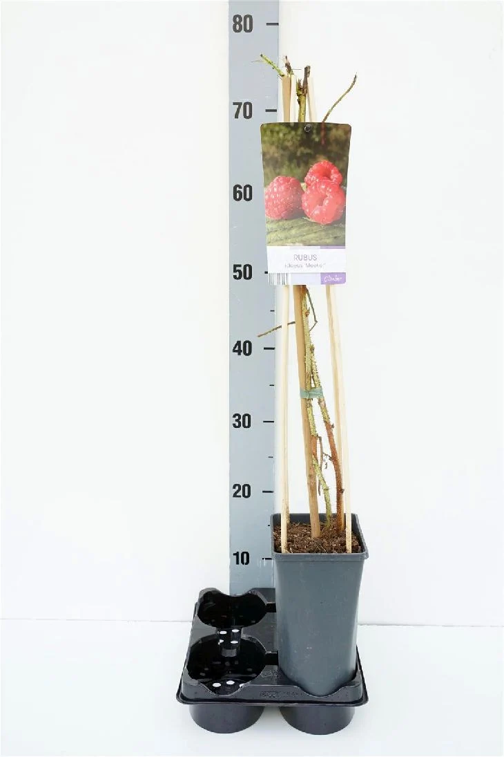 Rubus idaeus 'Meeker' C2,5 (2,5 liters kruka) 70 cm